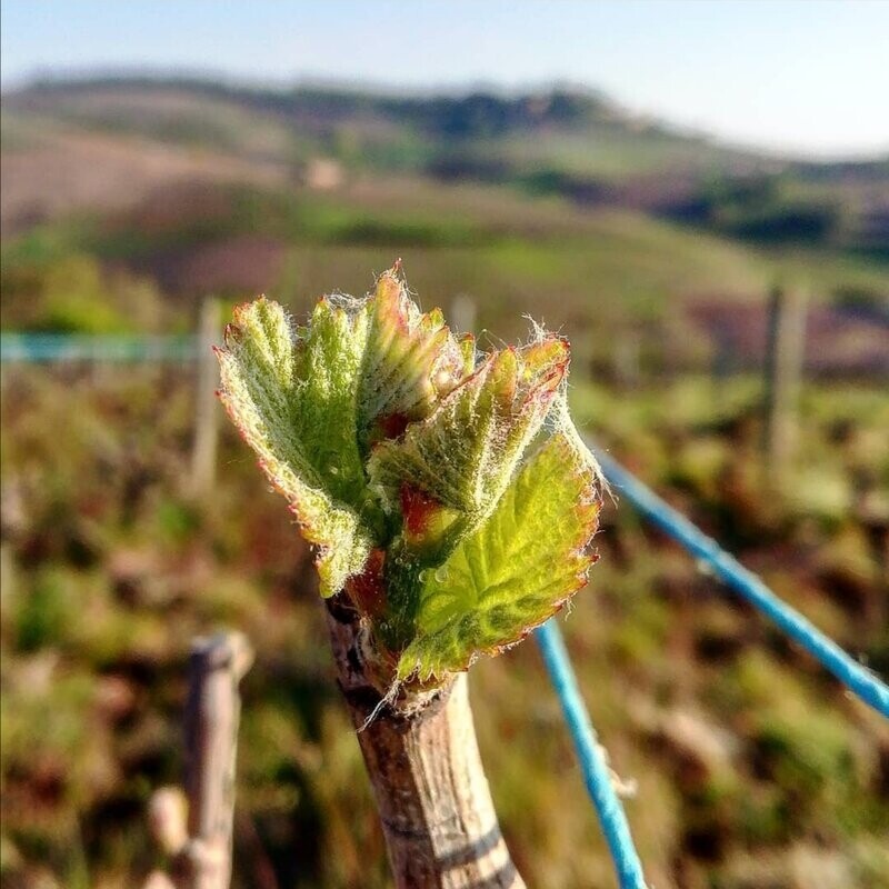 Wecandoo - Passez la journée dans la peau d'un.e vigneron.ne - Image n°12