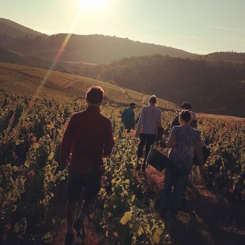 Wecandoo - Passez la journée dans la peau d'un.e vigneron.ne - Image n°14