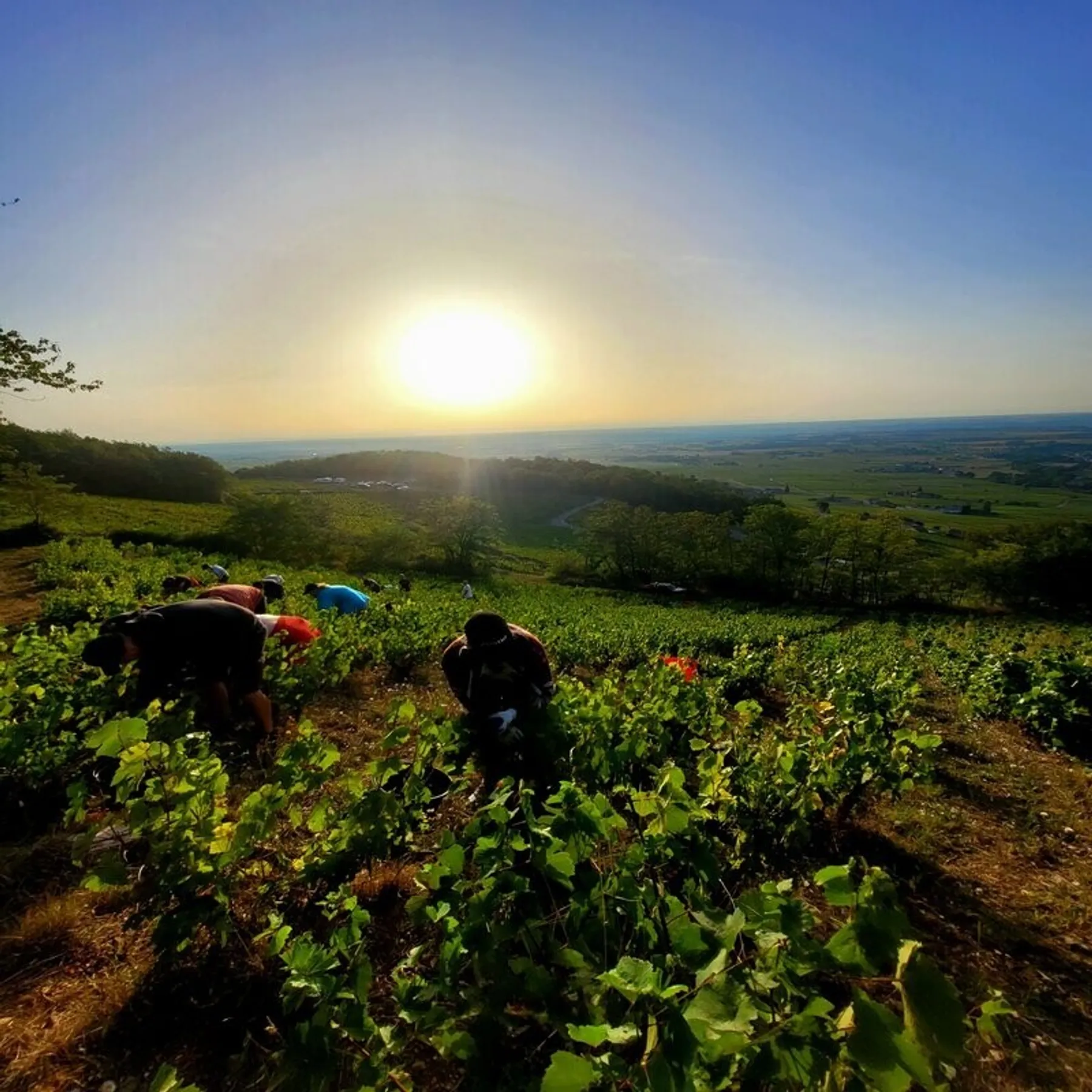 Passez la journée dans la peau d'un.e vigneron.ne - Image n°4 - Wecandoo