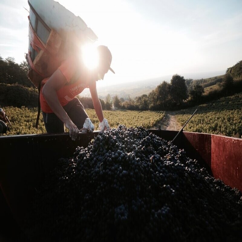 Wecandoo - Passez la journée dans la peau d'un.e vigneron.ne - Image n°13