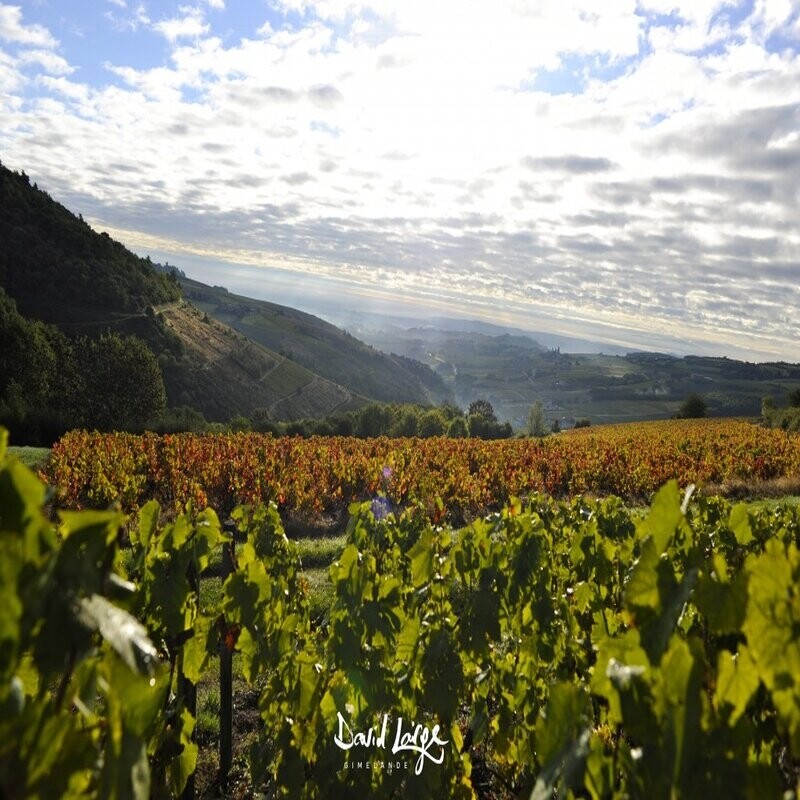 Wecandoo - Dégustez des vins bio in-situ dans les vignes puis à l'aveugle et cirez votre bouteille à la main ! - Image n°1