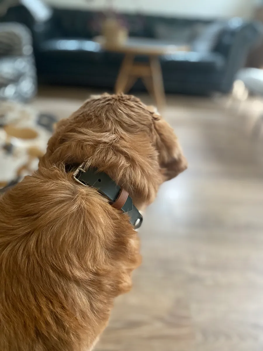 Réalisez votre collier pour chien ou chat - Image n°1 - Wecandoo