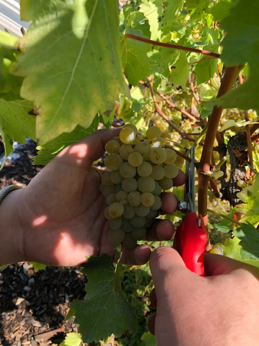 Initiez-vous à la viticulture sur les toits de Paris - Afbeelding nr. 1 - Wecandoo