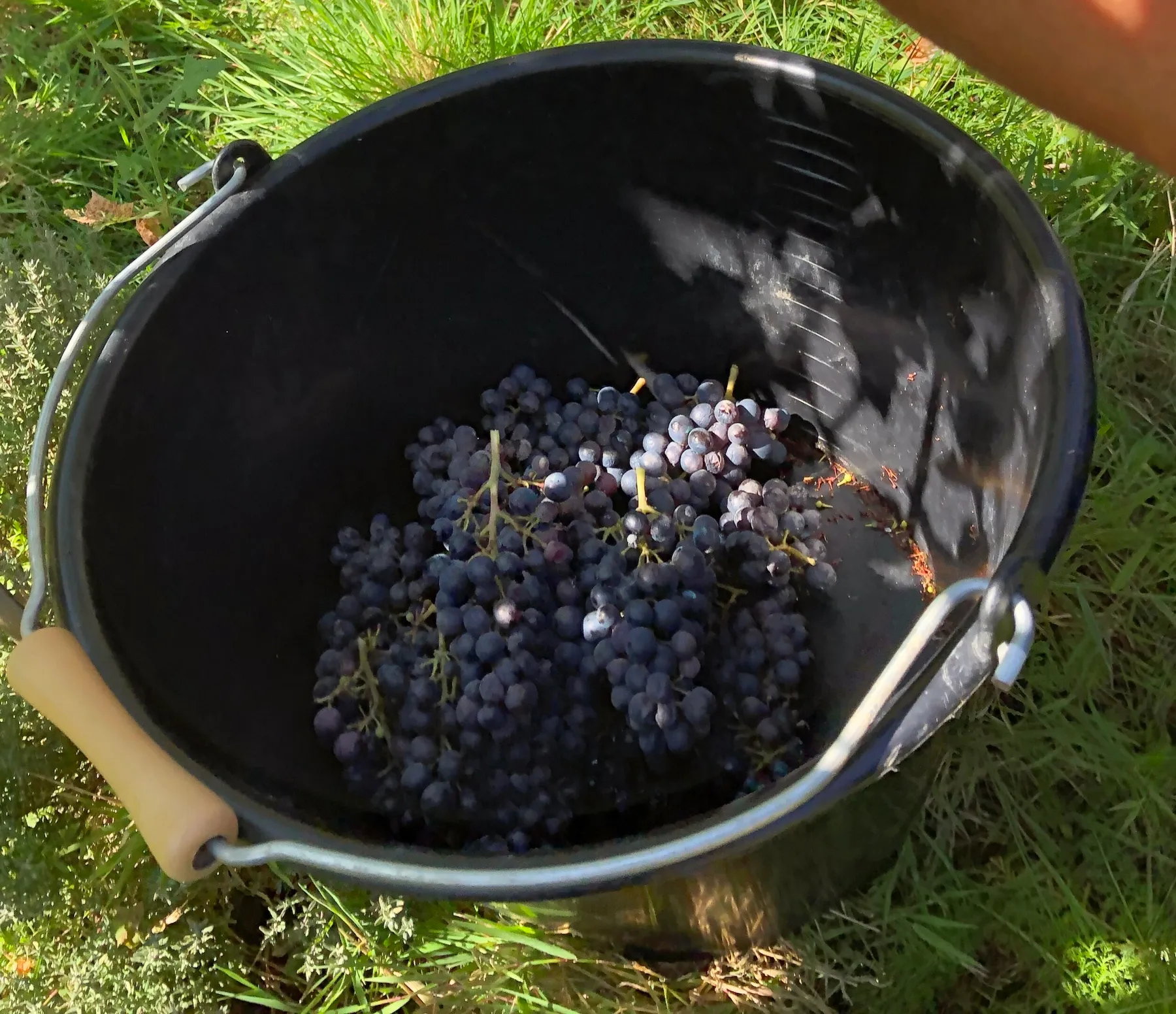 Initiez-vous à la viticulture sur les toits de Paris - Image n°3 - Wecandoo