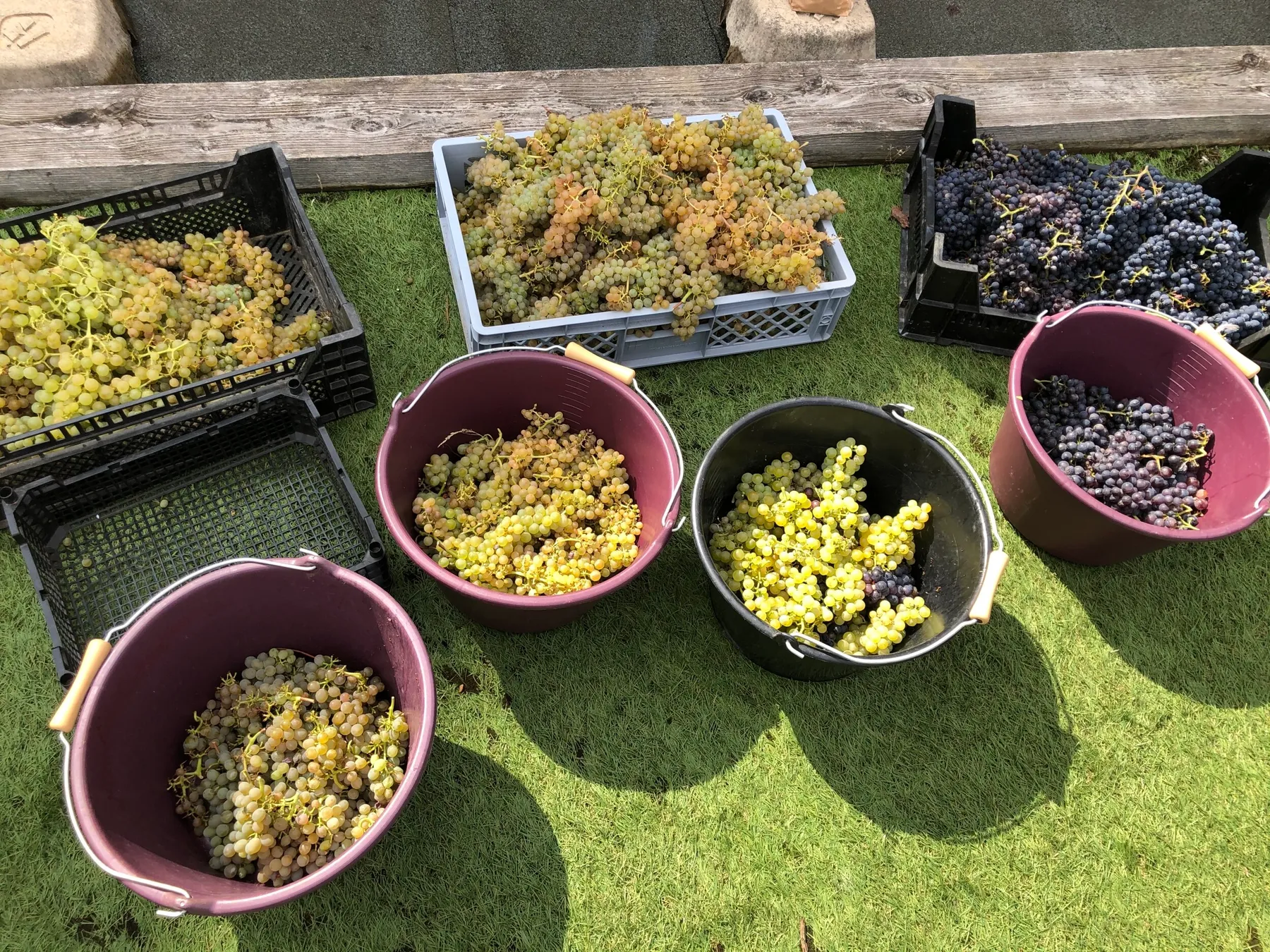 Initiez-vous à la viticulture sur les toits de Paris - Image n°4 - Wecandoo