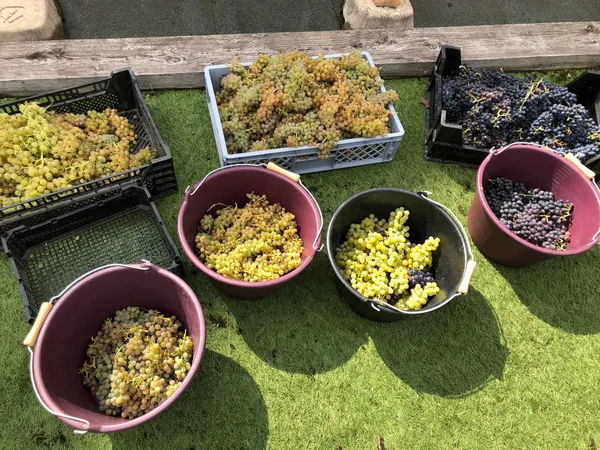 Initiez-vous à la viticulture sur les toits de Paris - Afbeelding nr. 4 - Wecandoo