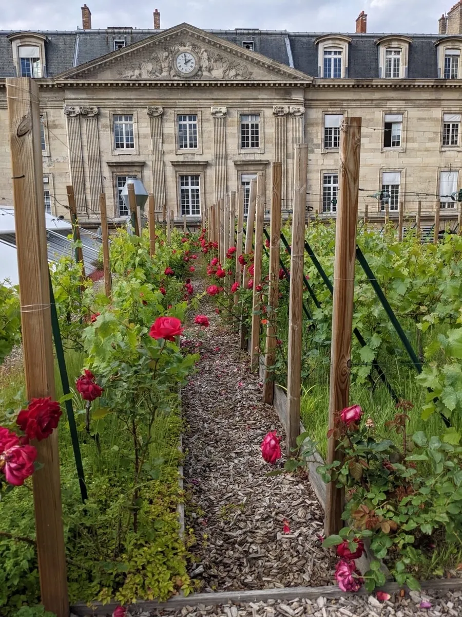 Assemblez votre bouteille de vin dans un domaine viticole francilien - Afbeelding nr. 1 - Wecandoo