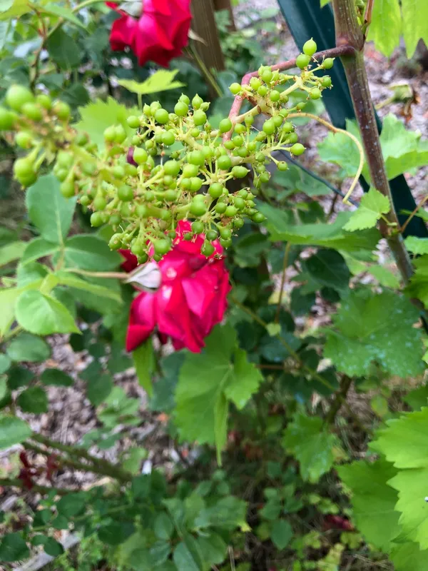 Assemblez votre bouteille de vin dans un domaine viticole francilien - Afbeelding nr. 3 - Wecandoo