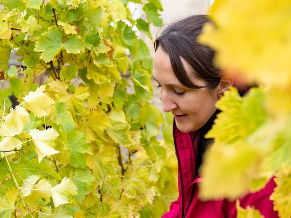 Assemblez votre bouteille de vin dans un domaine viticole francilien - Afbeelding nr. 2 - Wecandoo