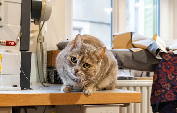 Réalisez votre chapeau en feutre 100% sur mesure - Afbeelding nr. 3 - Wecandoo