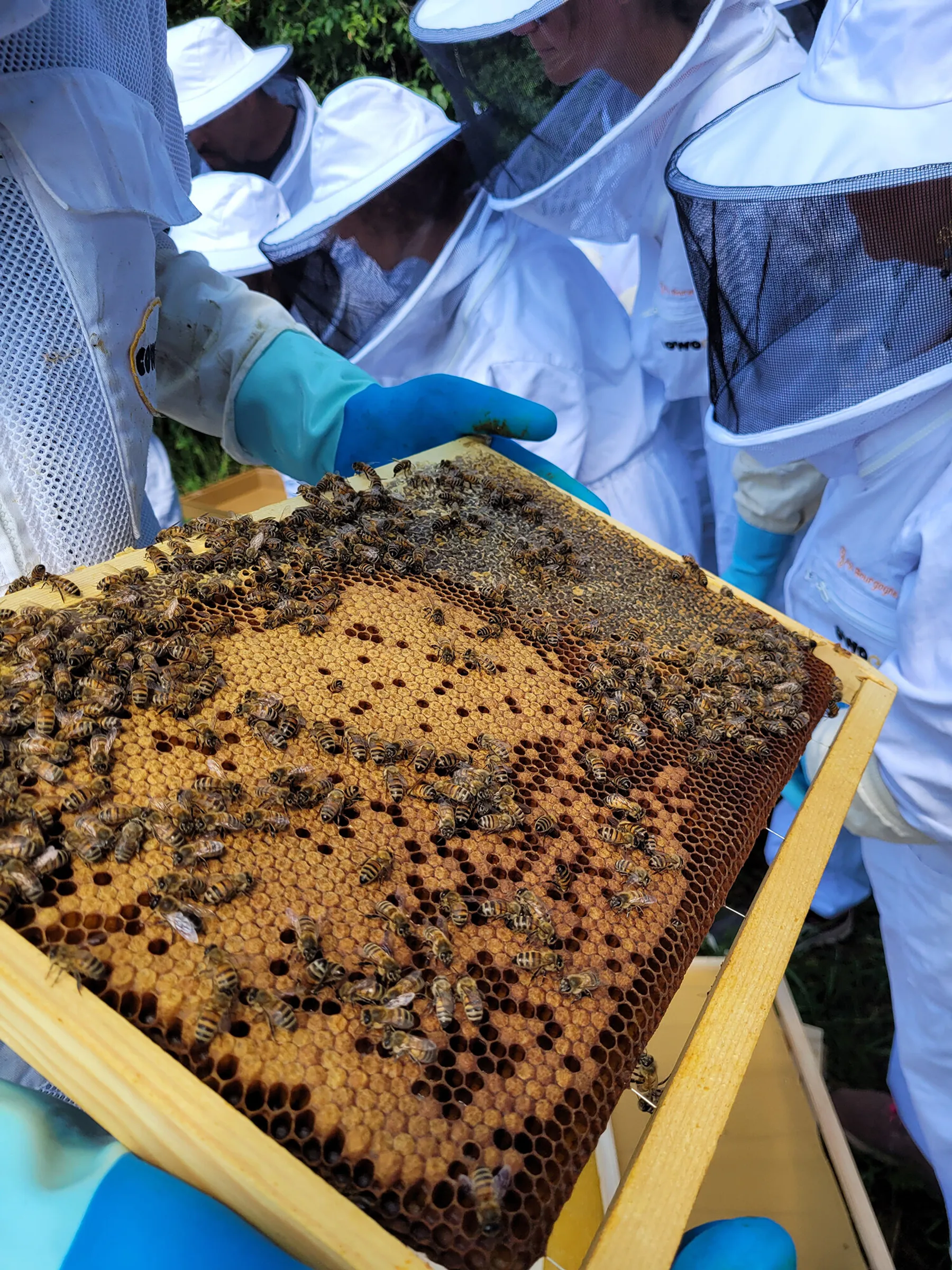 Réalisez votre miel grâce à l'extraction manuelle - Image n°4 - Wecandoo