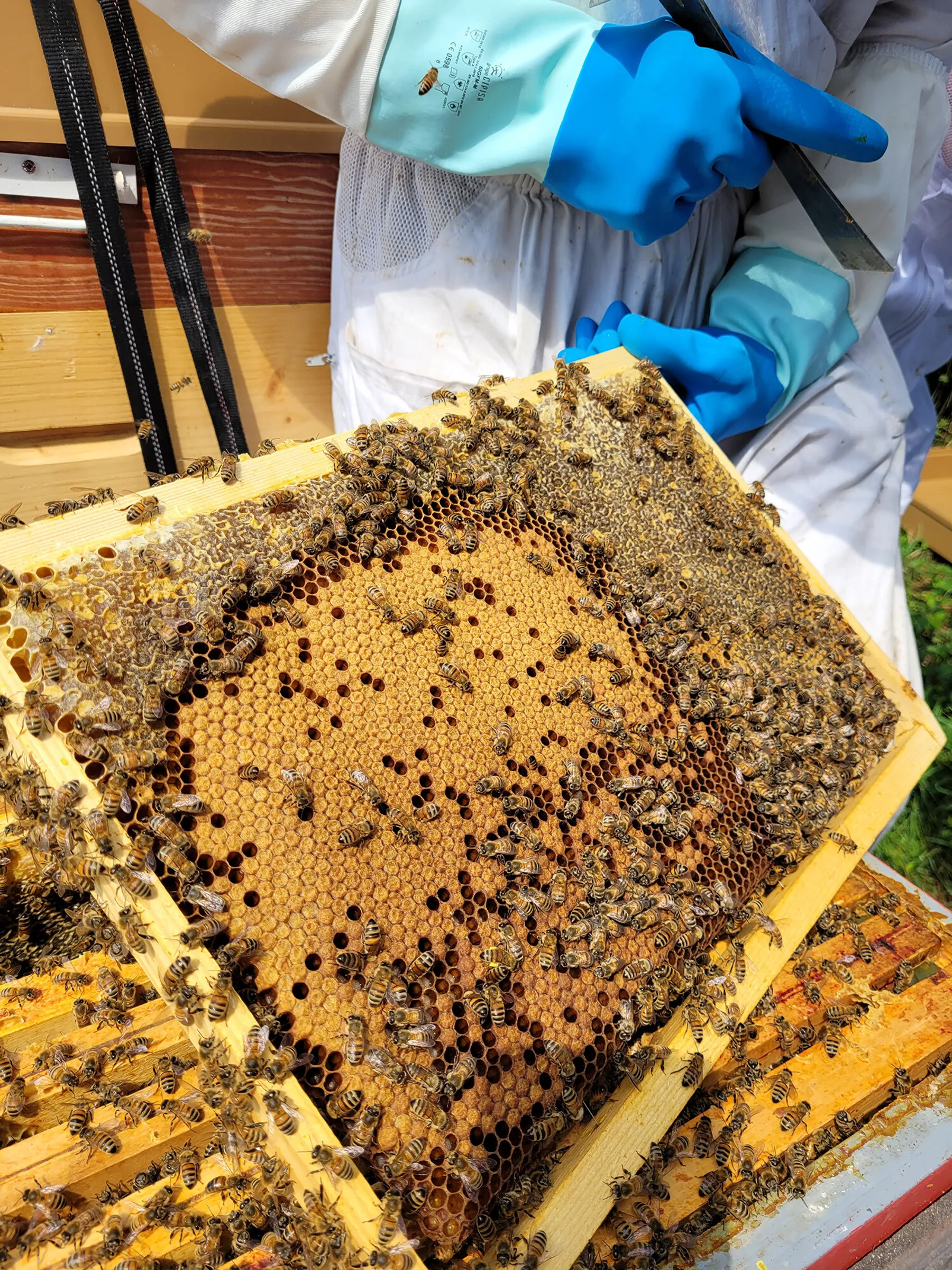 Découvrez l'apiculture - Image n°1 - Wecandoo