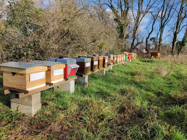 Découvrez l'apiculture - Image n°2 - Wecandoo