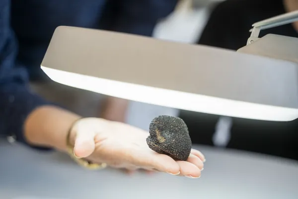 Partez en équipe en quête de la truffe et fabriquez votre fromage d’exception avec Yolaine - Image n°2 - Wecandoo