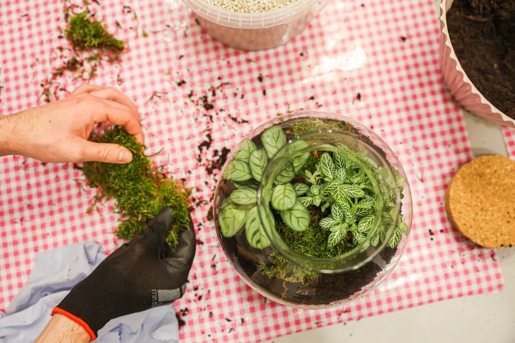 Composez votre terrarium - Image n°4 - Wecandoo