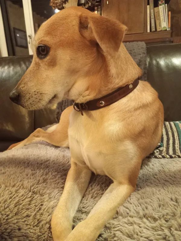 Réalisez un collier pour votre chien - Image n°2 - Wecandoo