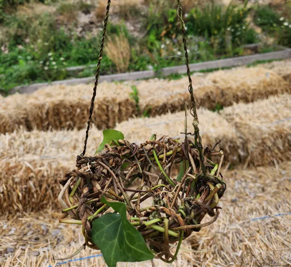 Initiez-vous à la vannerie sauvage - Image n°2 - Wecandoo