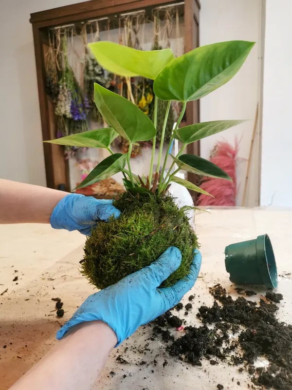 Composez votre kokedama - Image n°4 - Wecandoo