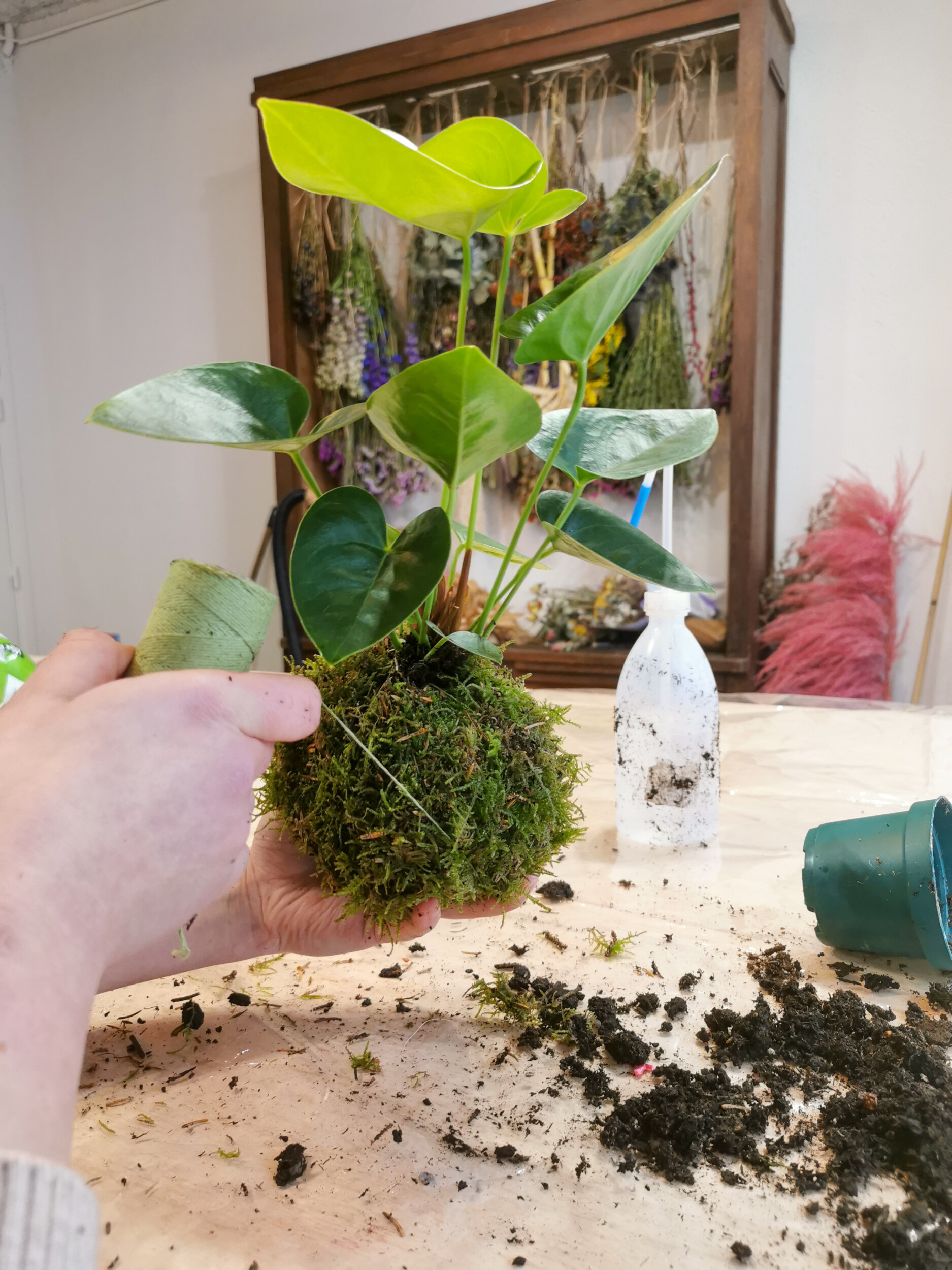 Wecandoo - Composez votre kokedama - Afbeelding nr. 6