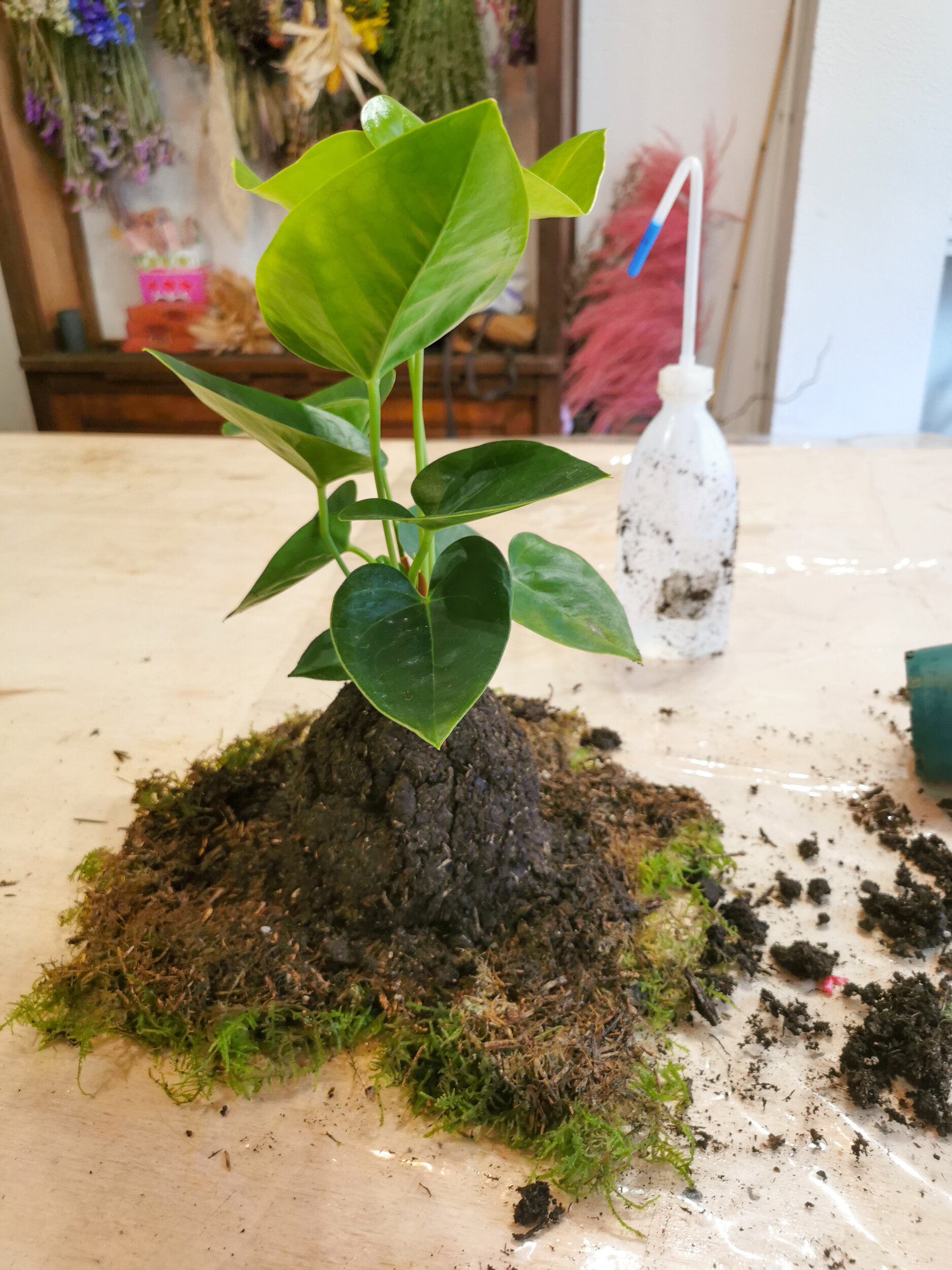 Wecandoo - Composez votre kokedama - Afbeelding nr. 3