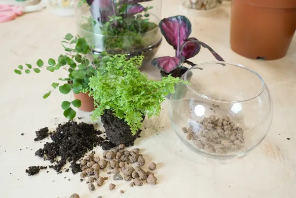 Composez votre grand terrarium - Image n°2 - Wecandoo