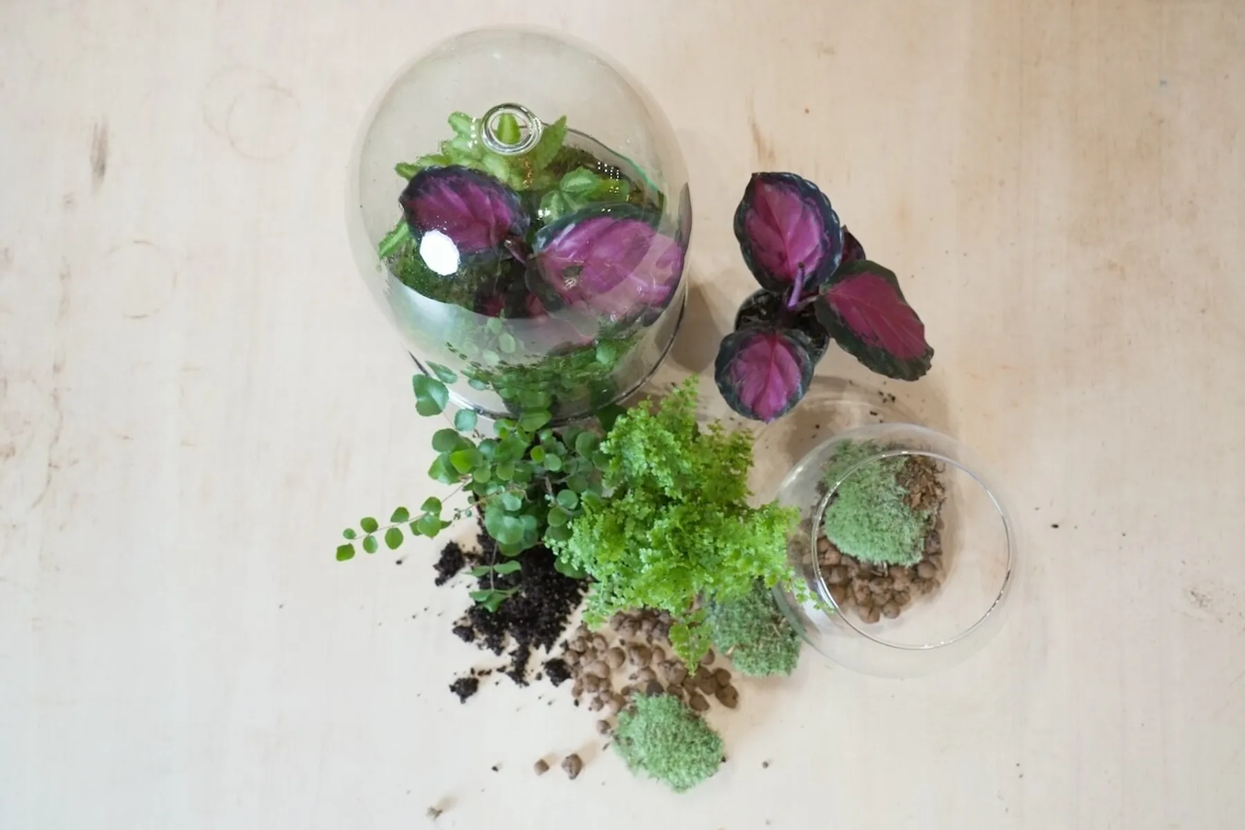 Composez votre grand terrarium - Image n°3 - Wecandoo