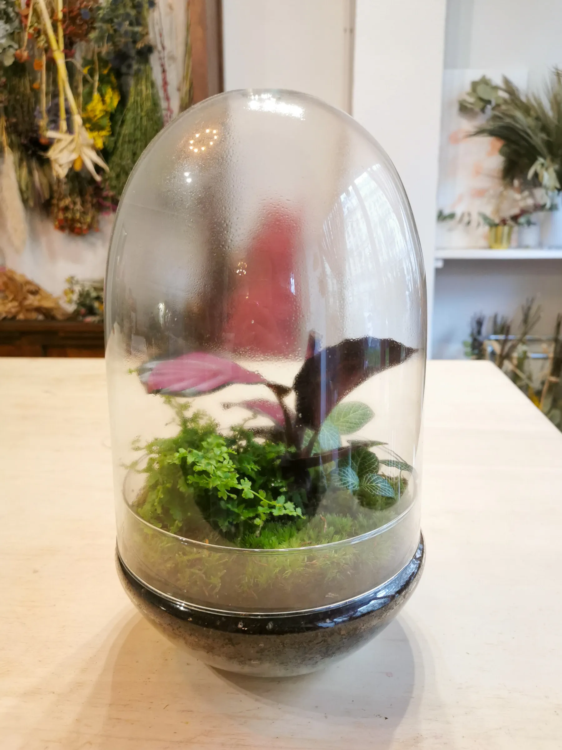 Composez votre grand terrarium - Image n°4 - Wecandoo