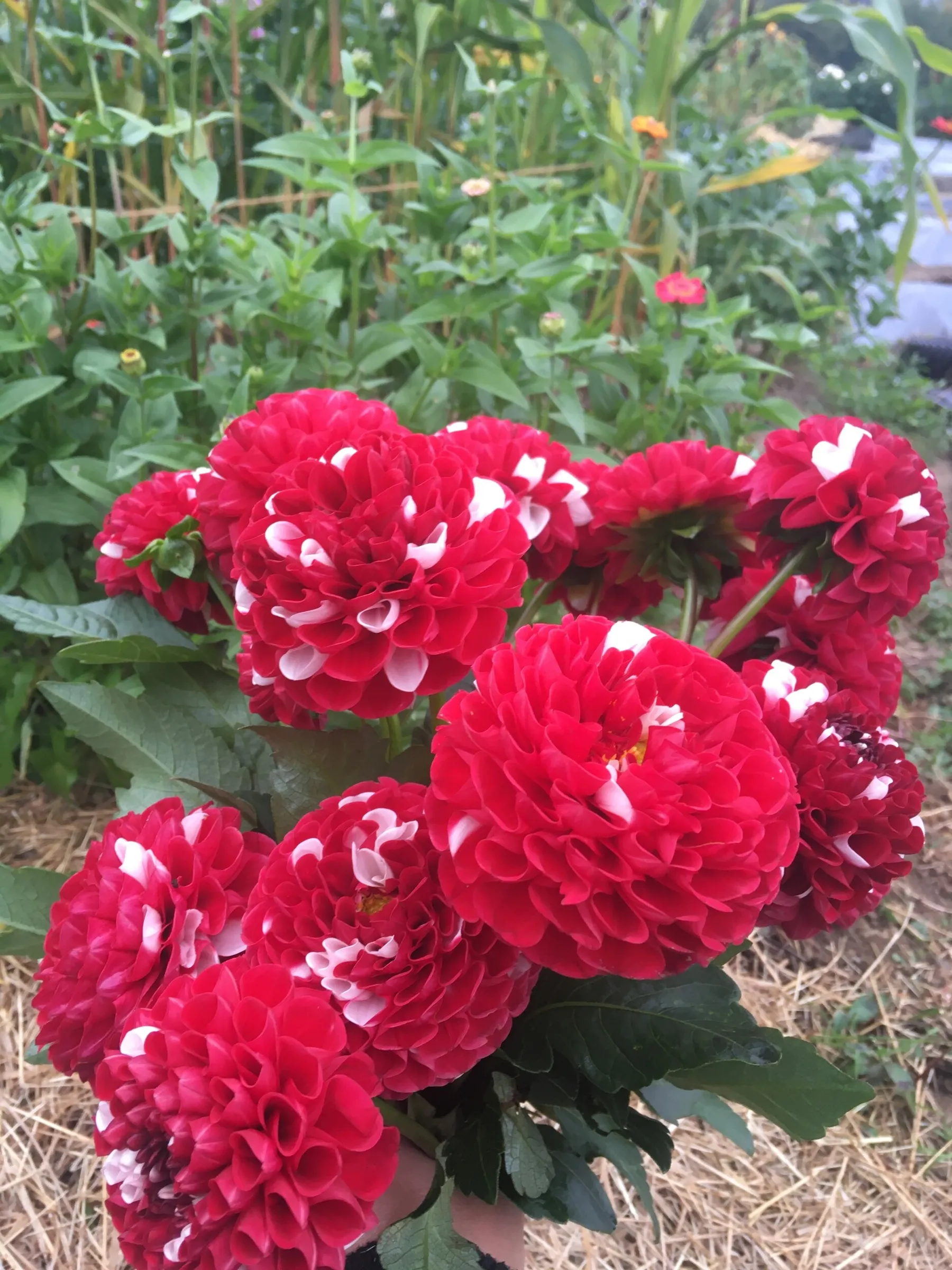 Passez une journée dans une ferme florale - Image n°2 - Wecandoo