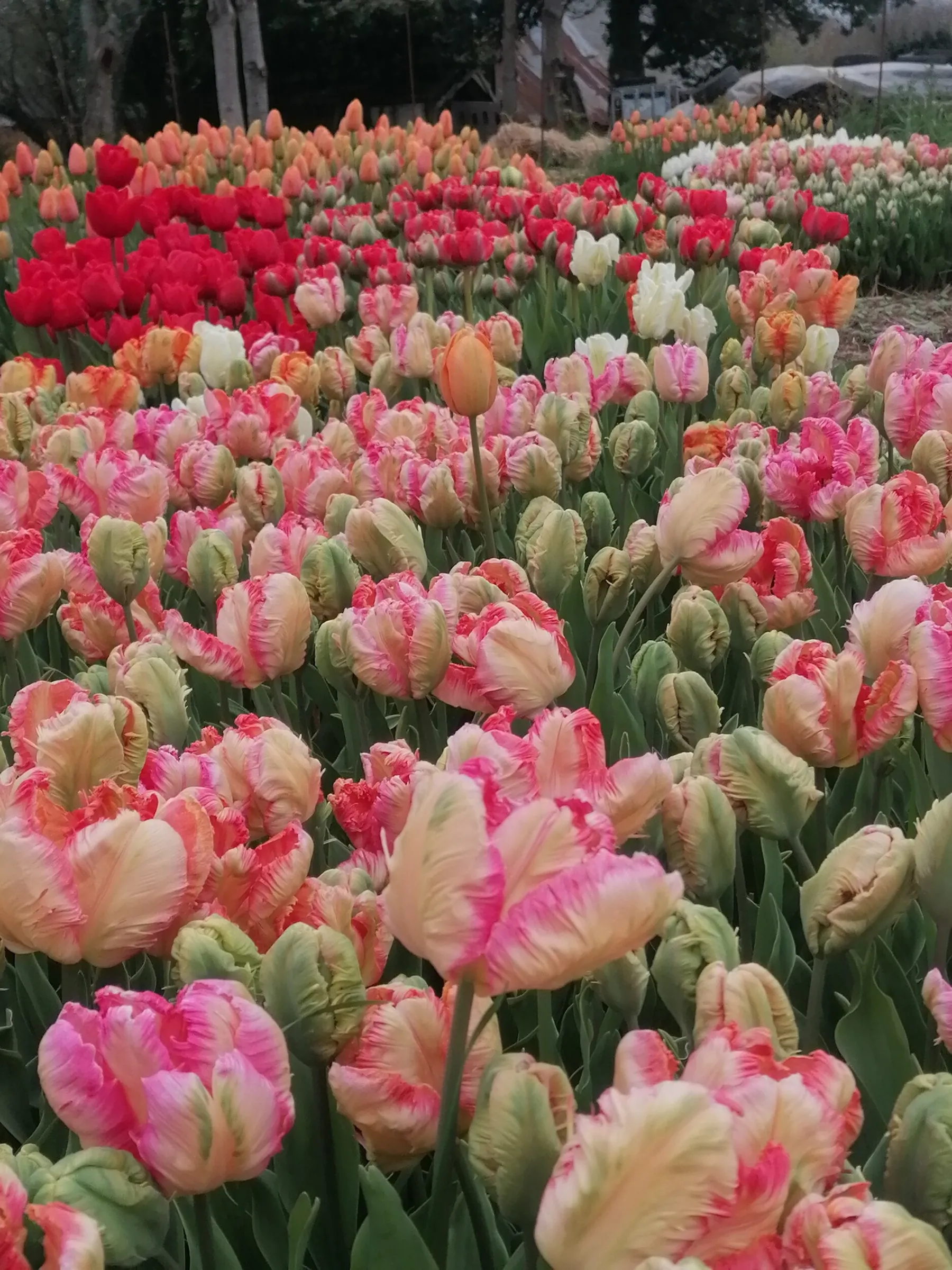 Passez une journée dans une ferme florale - Image n°4 - Wecandoo