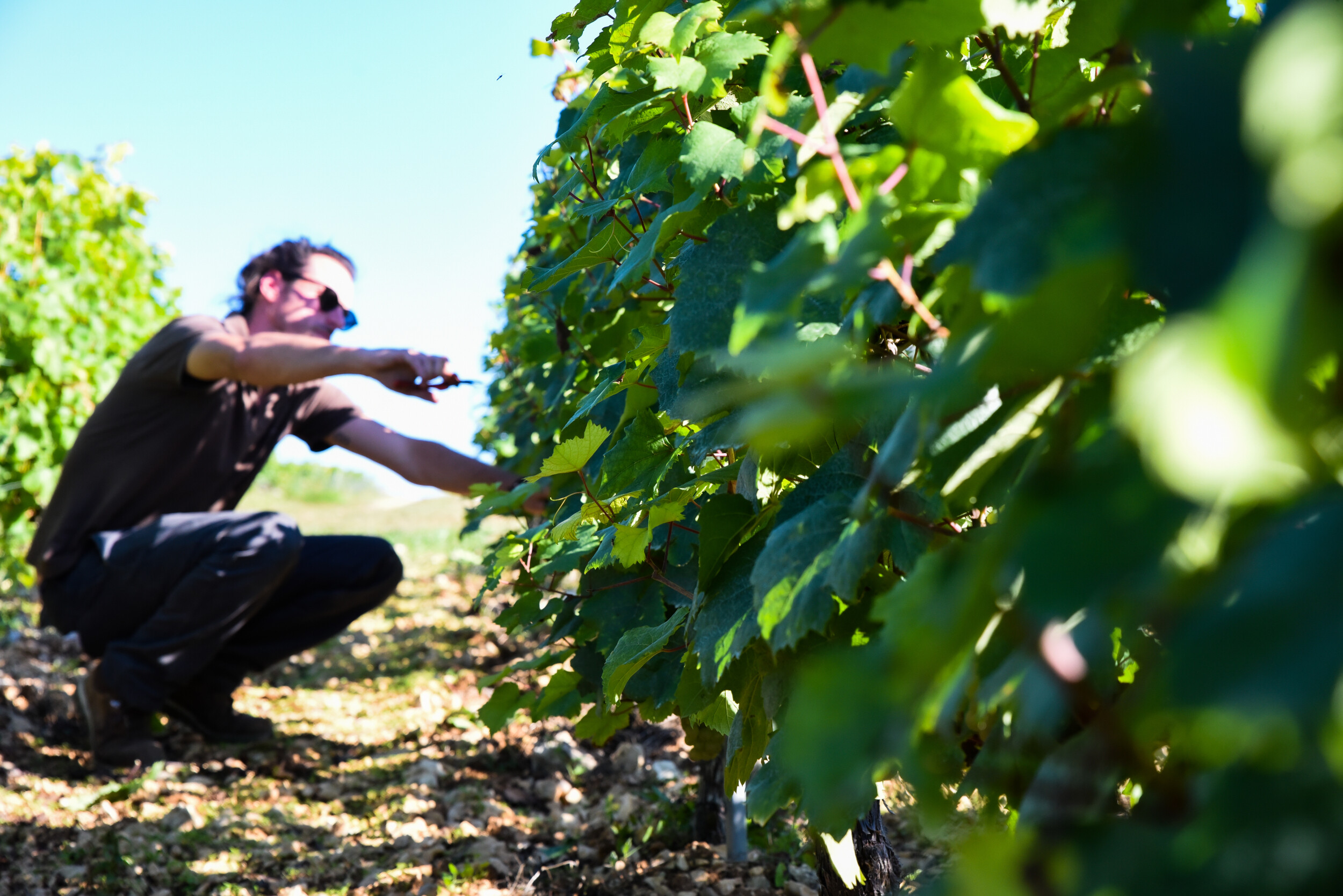 Wecandoo - Visitez un vignoble en Bourgogne et dégustez du vin - Image n°4