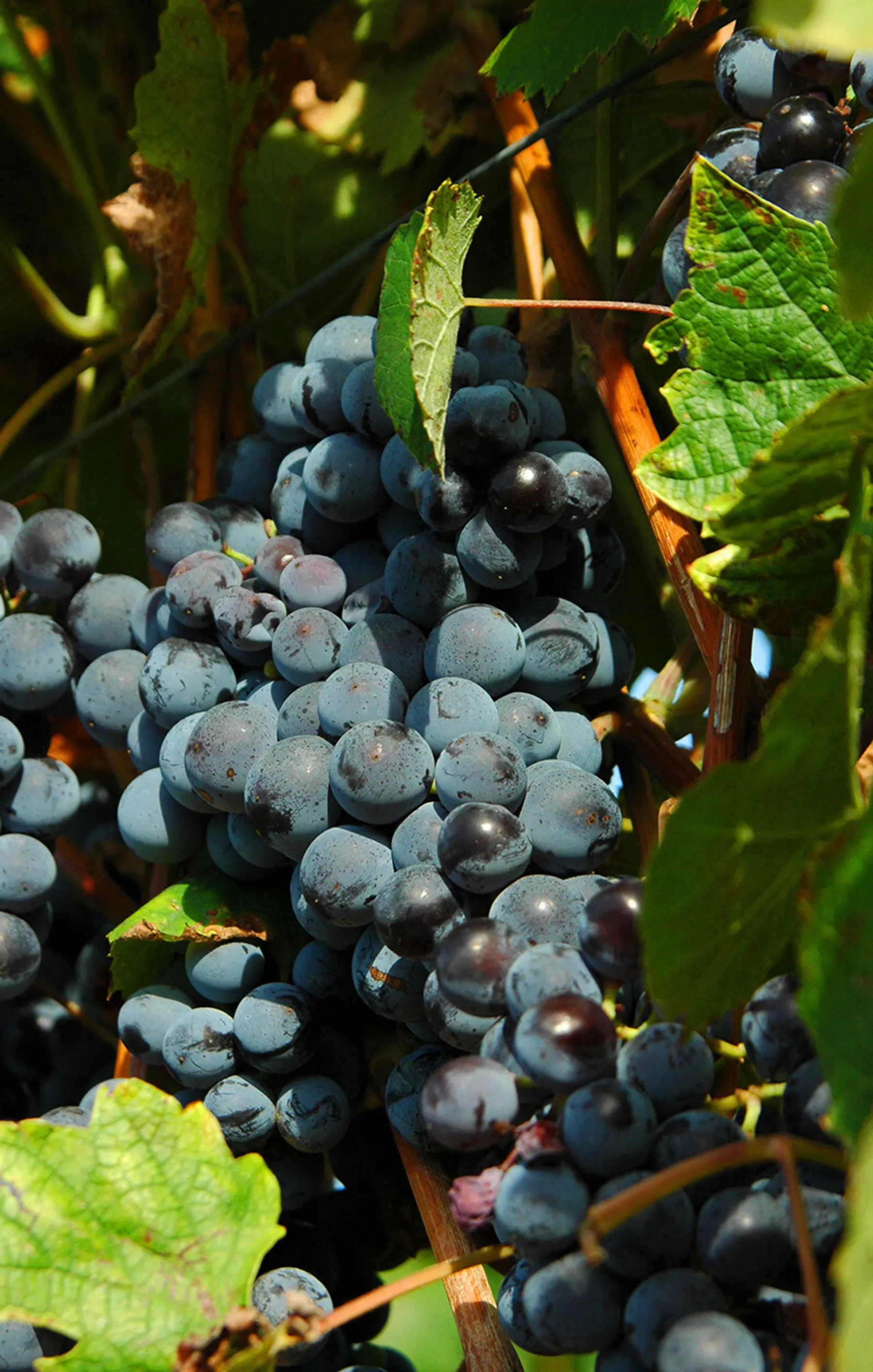 Visitez un vignoble en Bourgogne et dégustez du vin - Image n°4 - Wecandoo