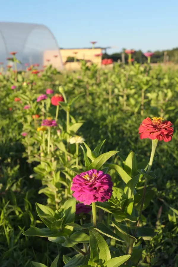 Composez votre bouquet dans une ferme florale - Image n°2 - Wecandoo