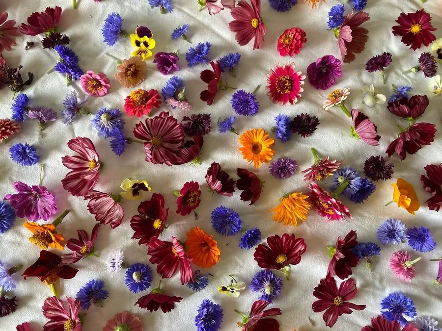 Composez votre bouquet dans une ferme florale - Image n°1 - Wecandoo