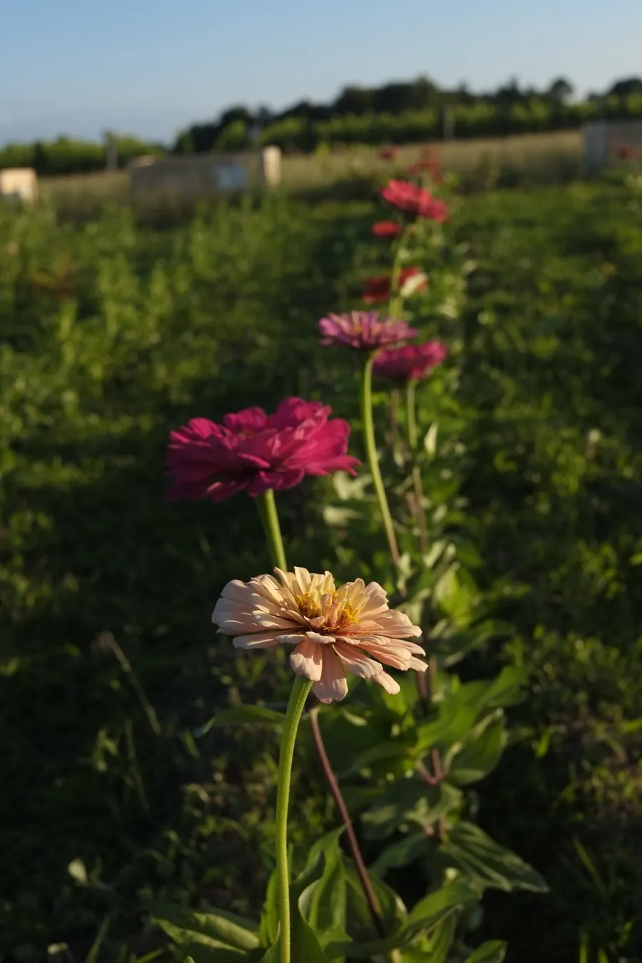 Initiez-vous à la culture des fleurs comestibles et des plantes médicinales - Image n°1 - Wecandoo