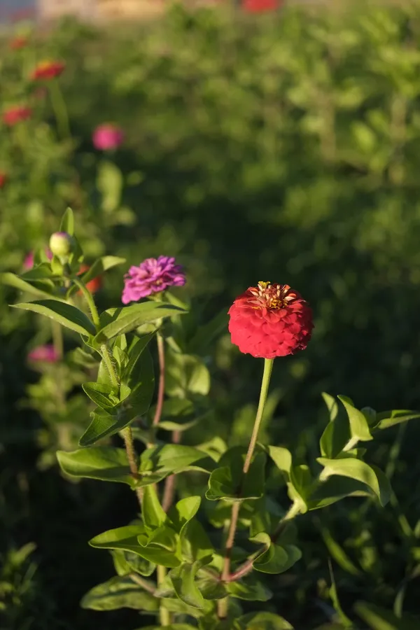 Initiez-vous à la culture des fleurs comestibles et des plantes médicinales - Image n°3 - Wecandoo