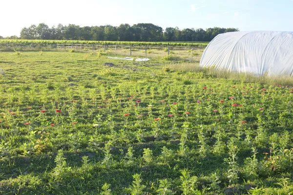 Initiez-vous à la culture des fleurs comestibles et des plantes médicinales - Image n°4 - Wecandoo