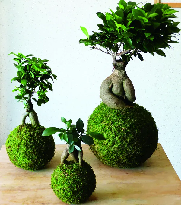 Créez un kokedama avec Lina - Image n°1 - Wecandoo