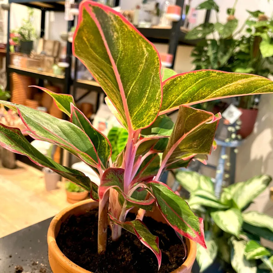 Apprenez à rempoter et à entretenir vos plantes - Image n°1 - Wecandoo