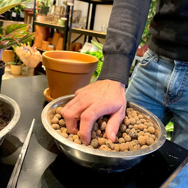 Apprenez à rempoter et à entretenir vos plantes - Image n°2 - Wecandoo