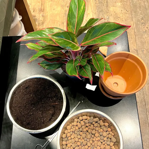 Apprenez à rempoter et à entretenir vos plantes - Image n°3 - Wecandoo