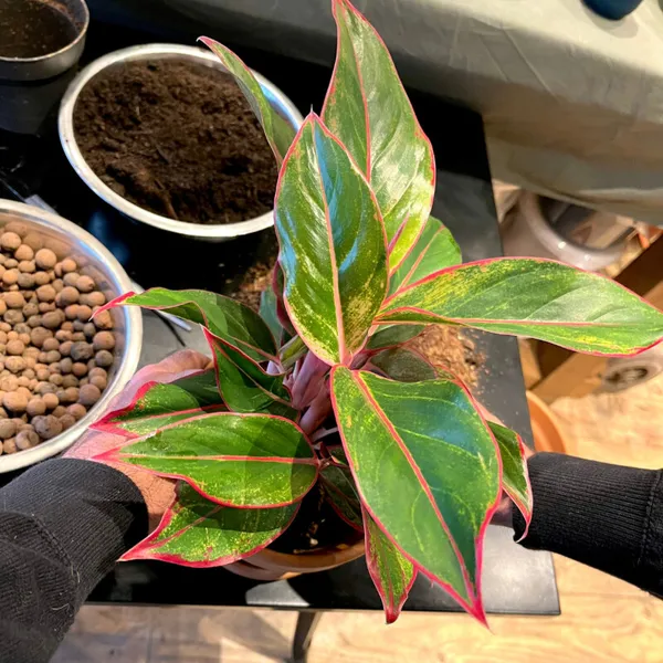 Apprenez à rempoter et à entretenir vos plantes - Image n°4 - Wecandoo