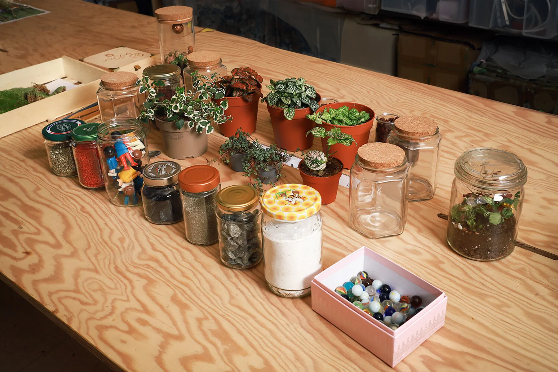 Graines_de_botaniste-6377.jpg - Wecandoo