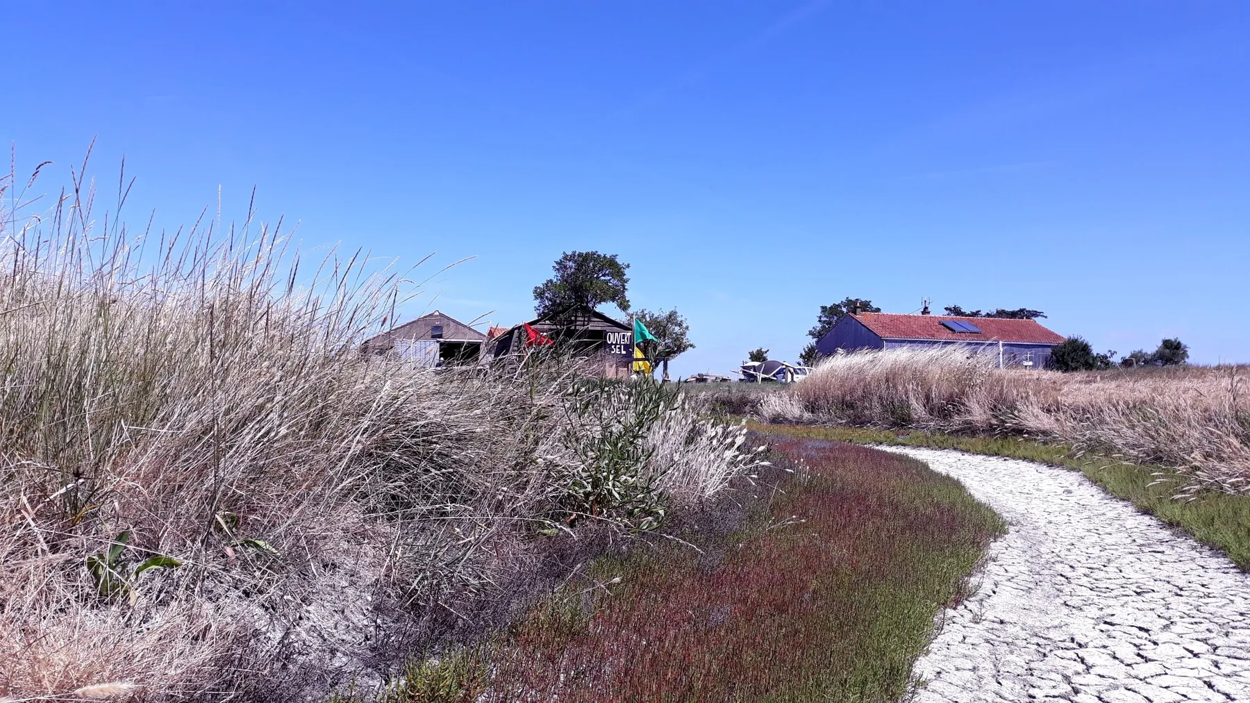 Découvrez et cuisinez les plantes halophiles - Image n°4 - Wecandoo