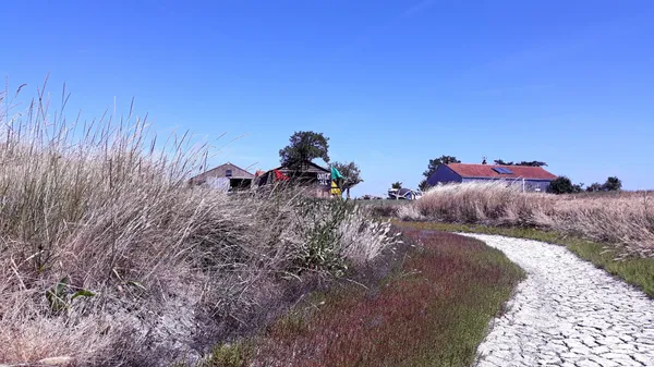 Découvrez et cuisinez les plantes halophiles - Image n°4 - Wecandoo