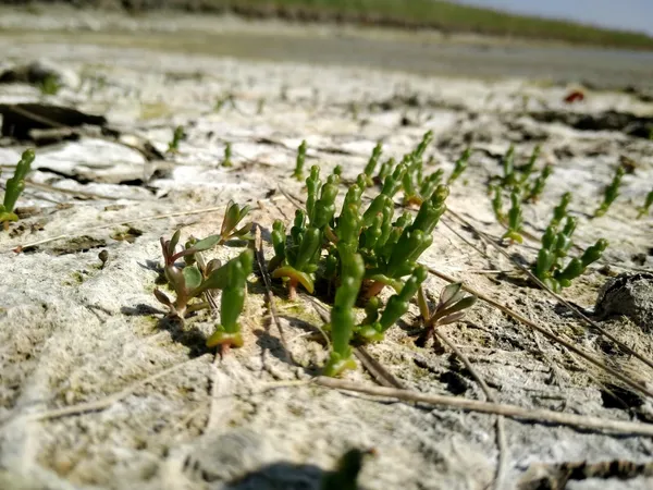 Découvrez et cuisinez les plantes halophiles - Image n°2 - Wecandoo