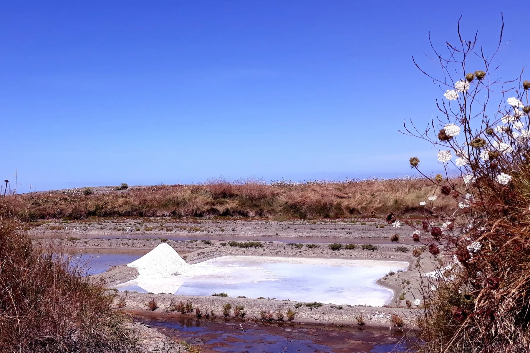 Découvrez et cuisinez les plantes halophiles - Image n°3 - Wecandoo