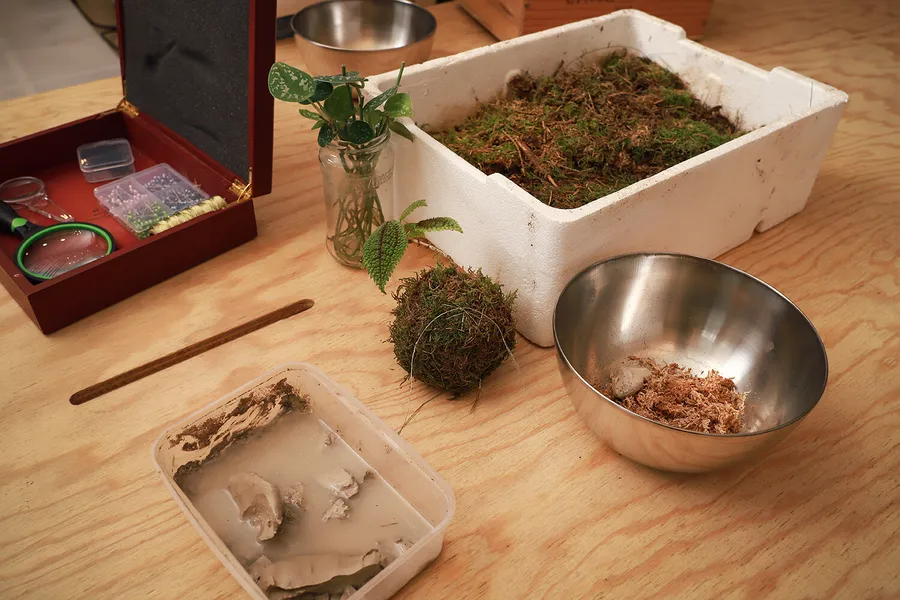 Composez votre kokedama unique en duo avec votre enfant - Afbeelding nr. 1 - Wecandoo