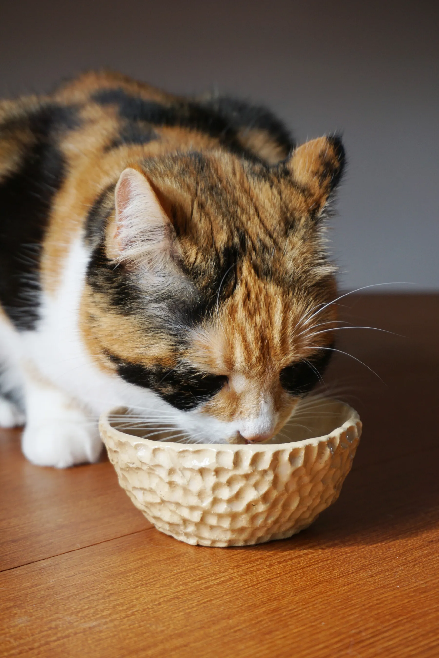 Modelez la vaisselle de votre animal de compagnie - Image n°4 - Wecandoo