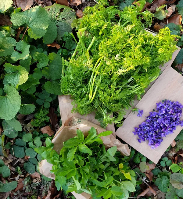 Découvrez les plantes sauvages comestibles de la Coulée verte - Image n°2 - Wecandoo