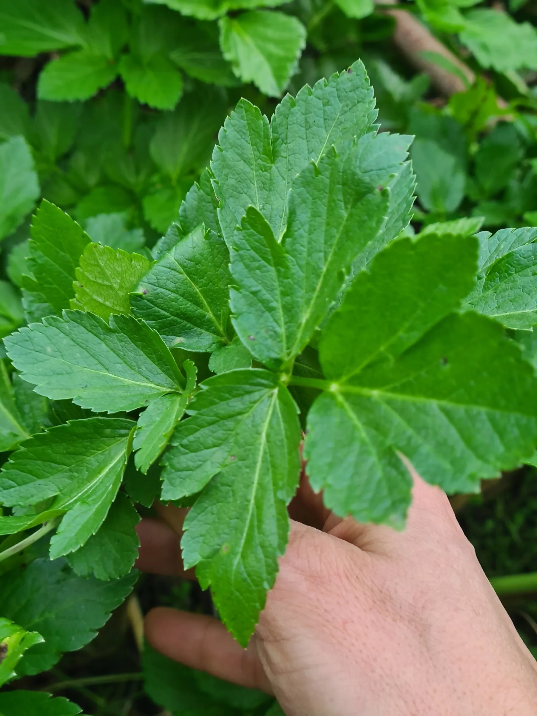 Découvrez les plantes sauvages comestibles de la Coulée verte - Afbeelding nr. 3 - Wecandoo